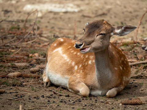 Bamby baby deer in a zoo