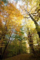 Obraz premium Waldweg im Herbst 