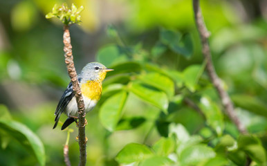 Northern Parula