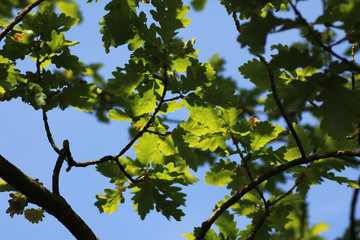 Green leaves