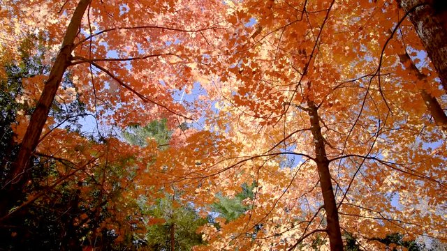orange and yellow maple trees in autumn