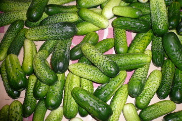 Green cucumbers on the oilcloth on the table.