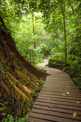 Fototapeta na wymiar Boardwalk in lush rainforest at Gunung Mulu national park