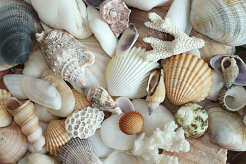 Sea shells, stones, mussels and coral background