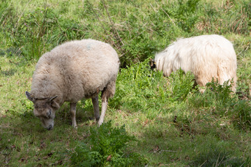 Obraz na płótnie Canvas Sheep grazing in a field in Brittany
