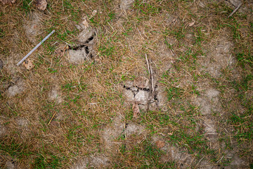 old dried cracked earth with died grass
