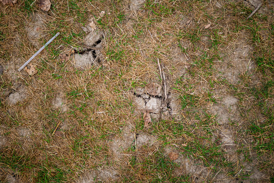 old dried cracked earth with died grass
