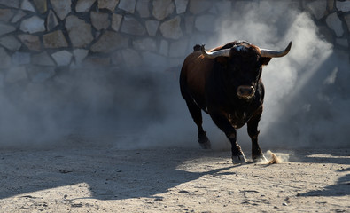 toro en españa