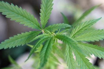 Cannabis Leaves on Marijuana Plant, Concept breeding of marijuana. Beautiful background of green cannabis flowers. A place for copy space