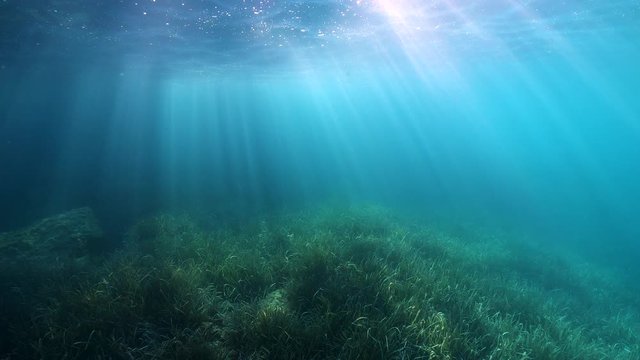 Underwater seascape, sunlight underwater through water surface with seagrass on the seafloor, natural scene, Mediterranean sea