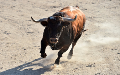 toro en españa