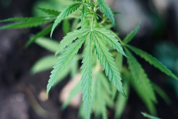 Cannabis Leaves on Marijuana Plant, Concept breeding of marijuana. Beautiful background of green cannabis flowers. A place for copy space