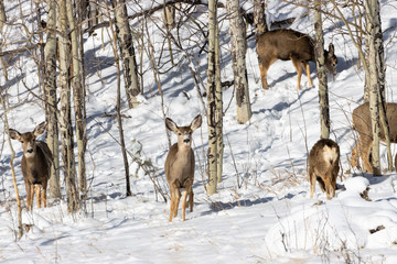 Fiisky Herd of Mule Deer in the Snow