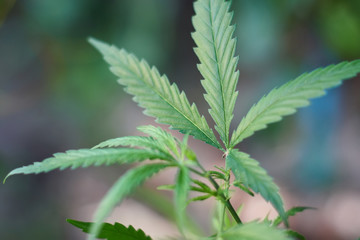Cannabis Leaves on Marijuana Plant, Concept breeding of marijuana. Beautiful background of green cannabis flowers. A place for copy space