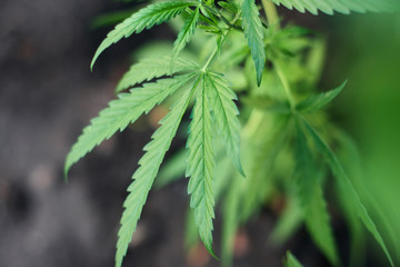 Cannabis Leaves on Marijuana Plant, Concept breeding of marijuana. Beautiful background of green cannabis flowers. A place for copy space