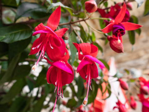 Fuchsia flowers, queen`s earrings, on a beautiful background of green leaves