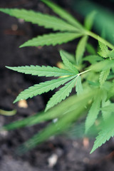 Cannabis Leaves on Marijuana Plant, Concept breeding of marijuana. Beautiful background of green cannabis flowers. A place for copy space