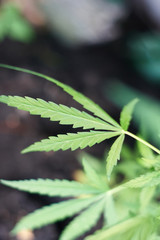 Cannabis Leaves on Marijuana Plant, Concept breeding of marijuana. Beautiful background of green cannabis flowers. A place for copy space