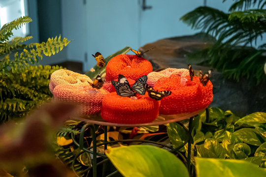 Butterflies on a colorful sponge pad
