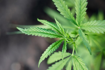 Cannabis Leaves on Marijuana Plant, Concept breeding of marijuana. Beautiful background of green cannabis flowers. A place for copy space