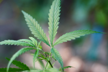 Cannabis Leaves on Marijuana Plant, Concept breeding of marijuana. Beautiful background of green...
