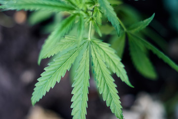 Cannabis Leaves on Marijuana Plant, Concept breeding of marijuana. Beautiful background of green cannabis flowers. A place for copy space