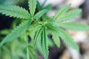 Cannabis Leaves on Marijuana Plant, Concept breeding of marijuana. Beautiful background of green cannabis flowers. A place for copy space