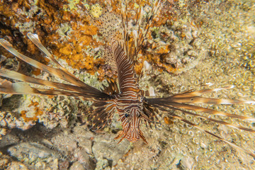 Naklejka na ściany i meble Lion fish in the Red Sea colorful fish, Eilat Israel