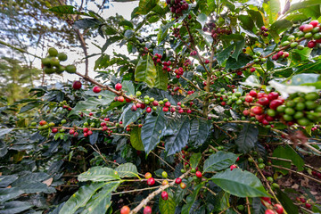 Coffee bushes on the plantation. Villa Rica, Peru.