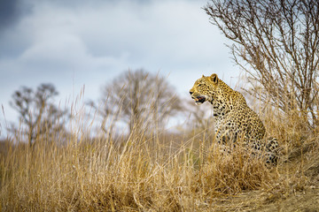 leopard in kruger national park, mpumalanga, south africa 65