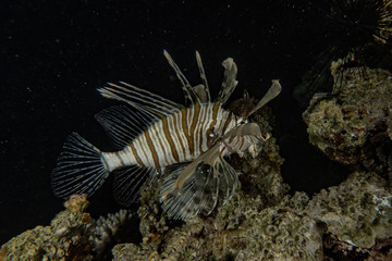 Lion fish in the Red Sea colorful fish, Eilat Israel