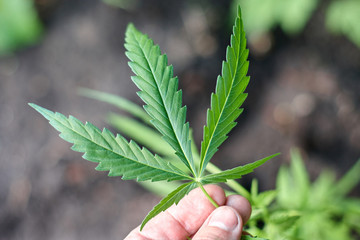 Cannabis Leaves on Marijuana Plant, Concept breeding of marijuana. Beautiful background of green...