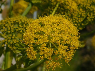 Flowers of a giant fennel or ferula communis, wild plant in Attica, Greece