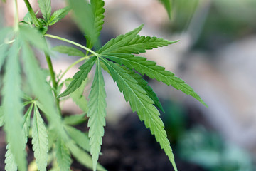 Cannabis Leaves on Marijuana Plant, Concept breeding of marijuana. Beautiful background of green cannabis flowers. A place for copy space