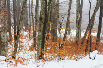 A fairy-tale white winter in a charming Carpathian forest with trees covered with lots of snow.