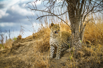 leopard in kruger national park, mpumalanga, south africa 179