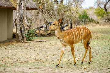cute antelope in kruger national park, mpumalanga, south africa