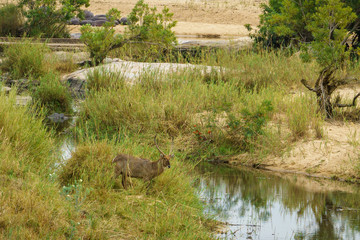 waterbuck in kruger national park, mpumalanga, south africa 1