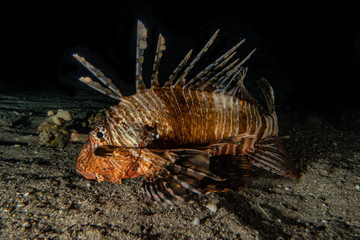 Lion fish in the Red Sea colorful fish, Eilat Israel