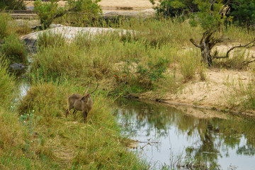 Naklejka na ściany i meble waterbuck in kruger national park, mpumalanga, south africa 2