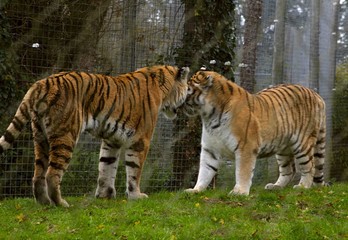Tigers nuzzling