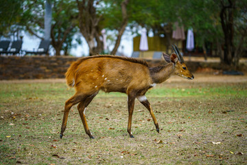 little antelope in kruger national park, mpumalanga, south africa 19