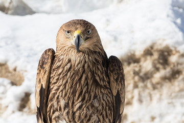Hawk eagle portrait close up.