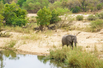 Naklejka na ściany i meble elephant in kruger national park, mpumalanga, south africa 6