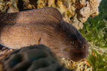 Moray eel Mooray lycodontis undulatus in the Red Sea, eilat israel