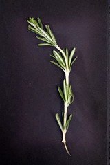 Rosemary branch on black paper background. Card