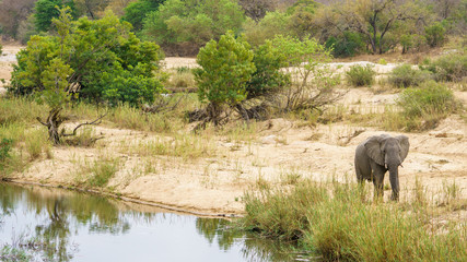 Naklejka na ściany i meble elephant in kruger national park, mpumalanga, south africa 8