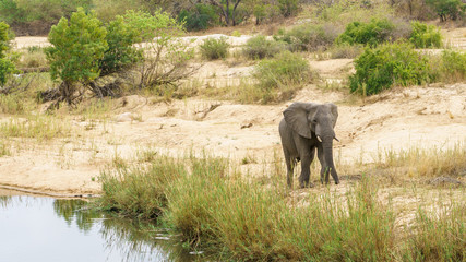 elephant in kruger national park, mpumalanga, south africa 11