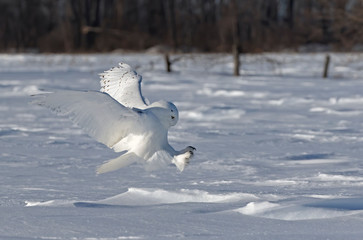 Snowy owl (Bubo scandiacus) male with talons out prepares to pounce on its prey on a snow covered field in Ottawa, Canada