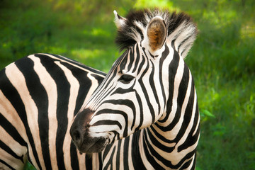 Fototapeta na wymiar Casela NatureParks, Mauritius, 15 Mar 2015 - Zebra